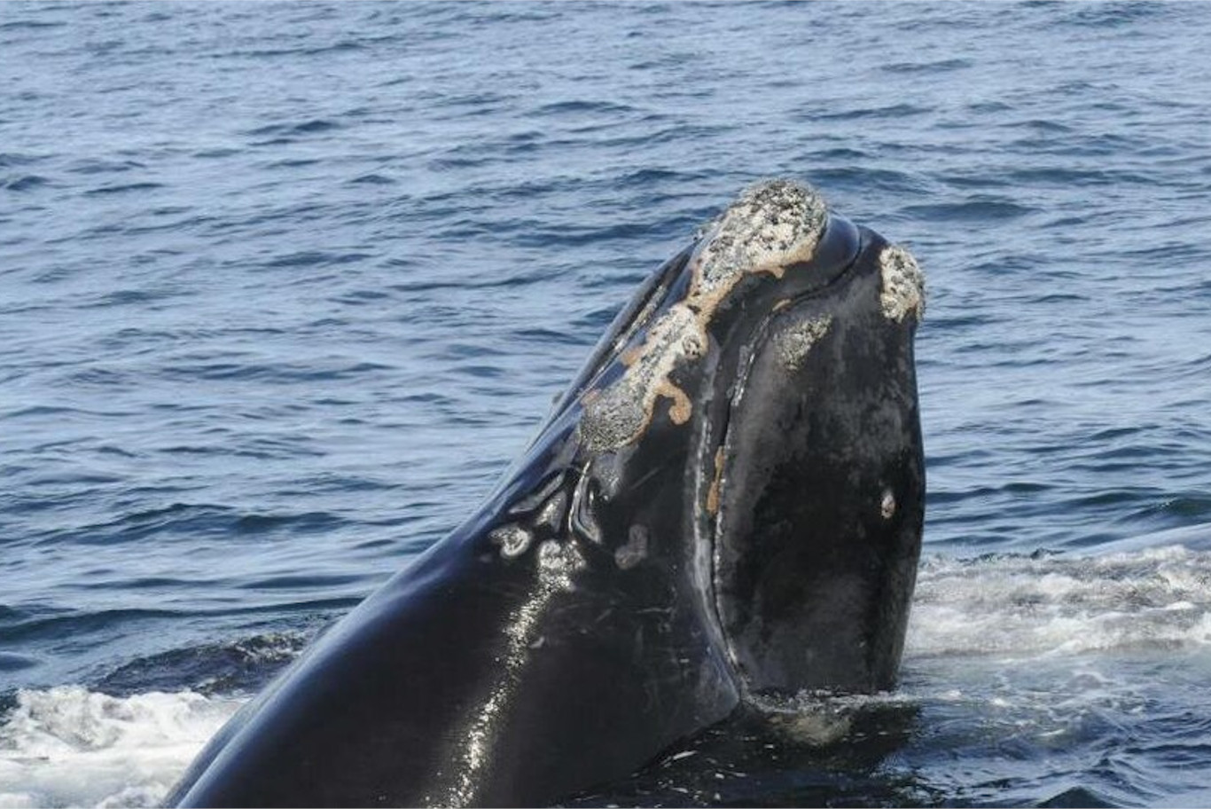 PAM des Baleines franches de l’Atlantique Nord (NARW)