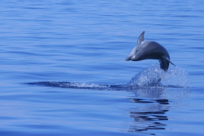Grand dauphins et bruit anthropique dans le Golfe du Lion
